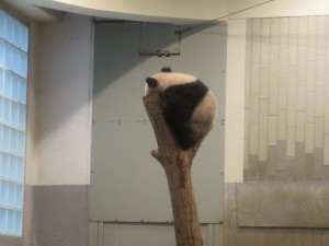 パンダ⑤