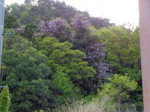 富士の桜