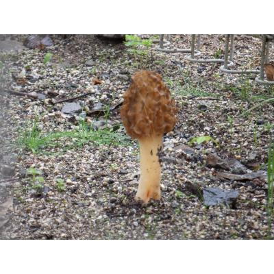 DSCF1633_small.JPG