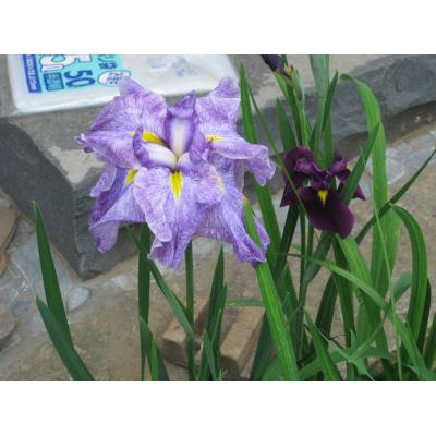 IMG_7061_small.JPG