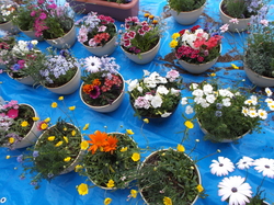 DSCF2823.JPG