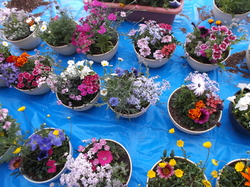 DSCF2824.JPG