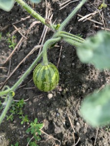 PXL_20240620_055020247