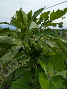 PXL_20240620_055413872