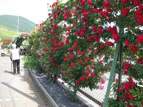 IMG_0418.JPG